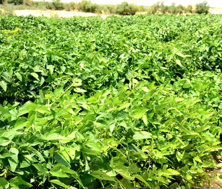 زراعة اشجار الجوجوبا بمركز باريس