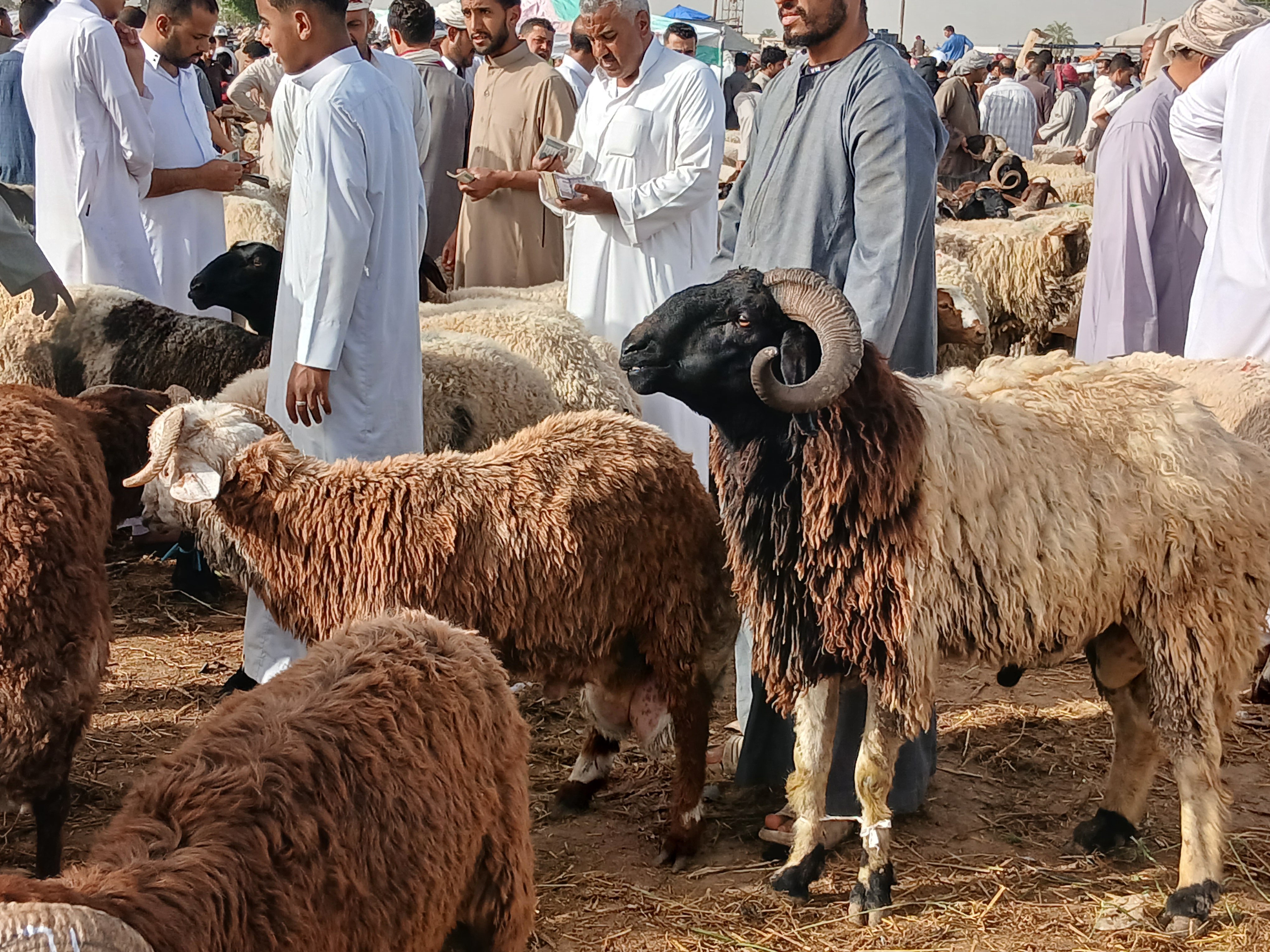 الخروف البرقي يتصدر البيع في الإسكندرية الخروف البرقي يتصدر البيع في الإسكندرية