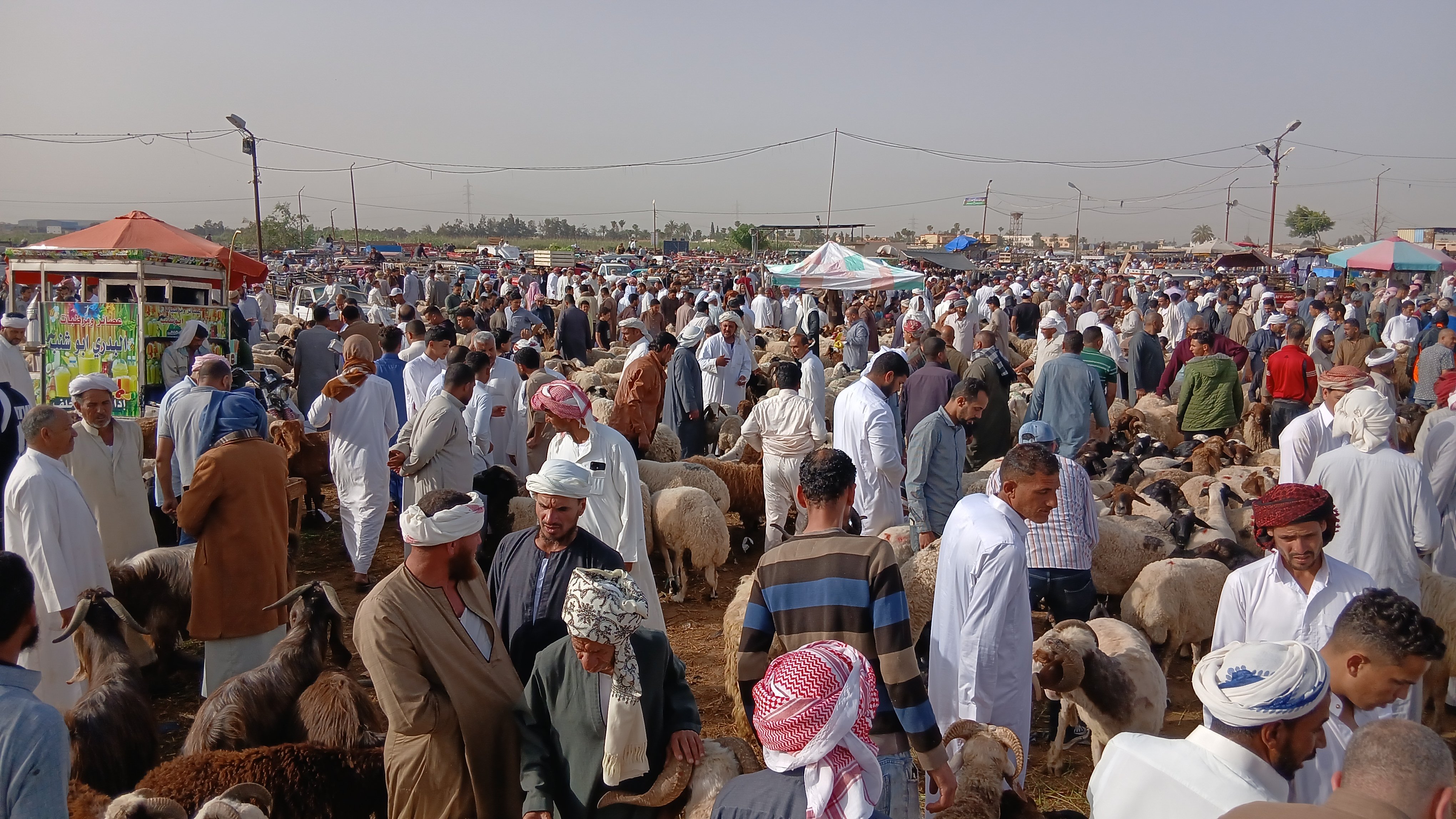 سوق الأضاحى بالإسكندرية سوق الأضاحى بالإسكندرية
