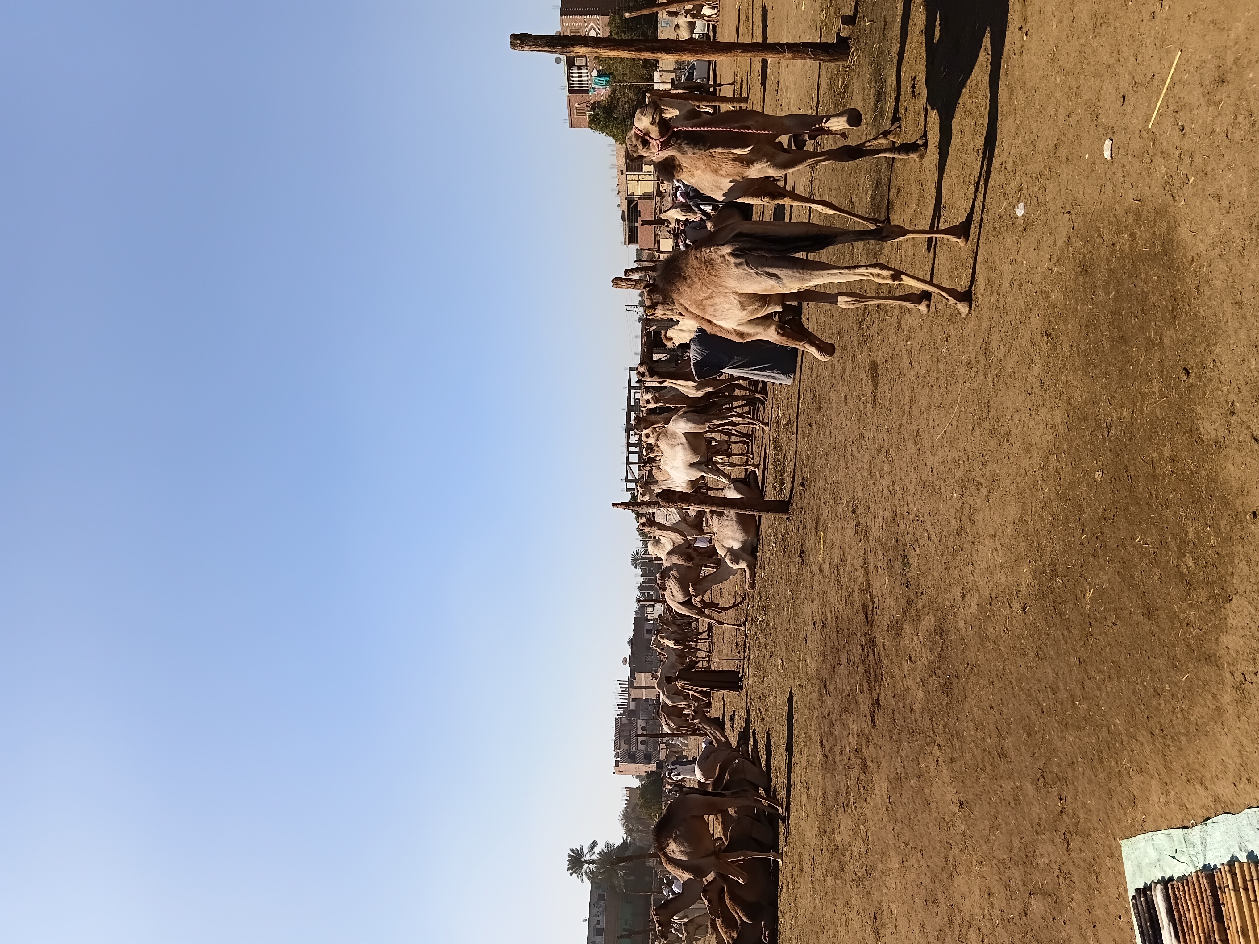 سوق الجمال السودانية