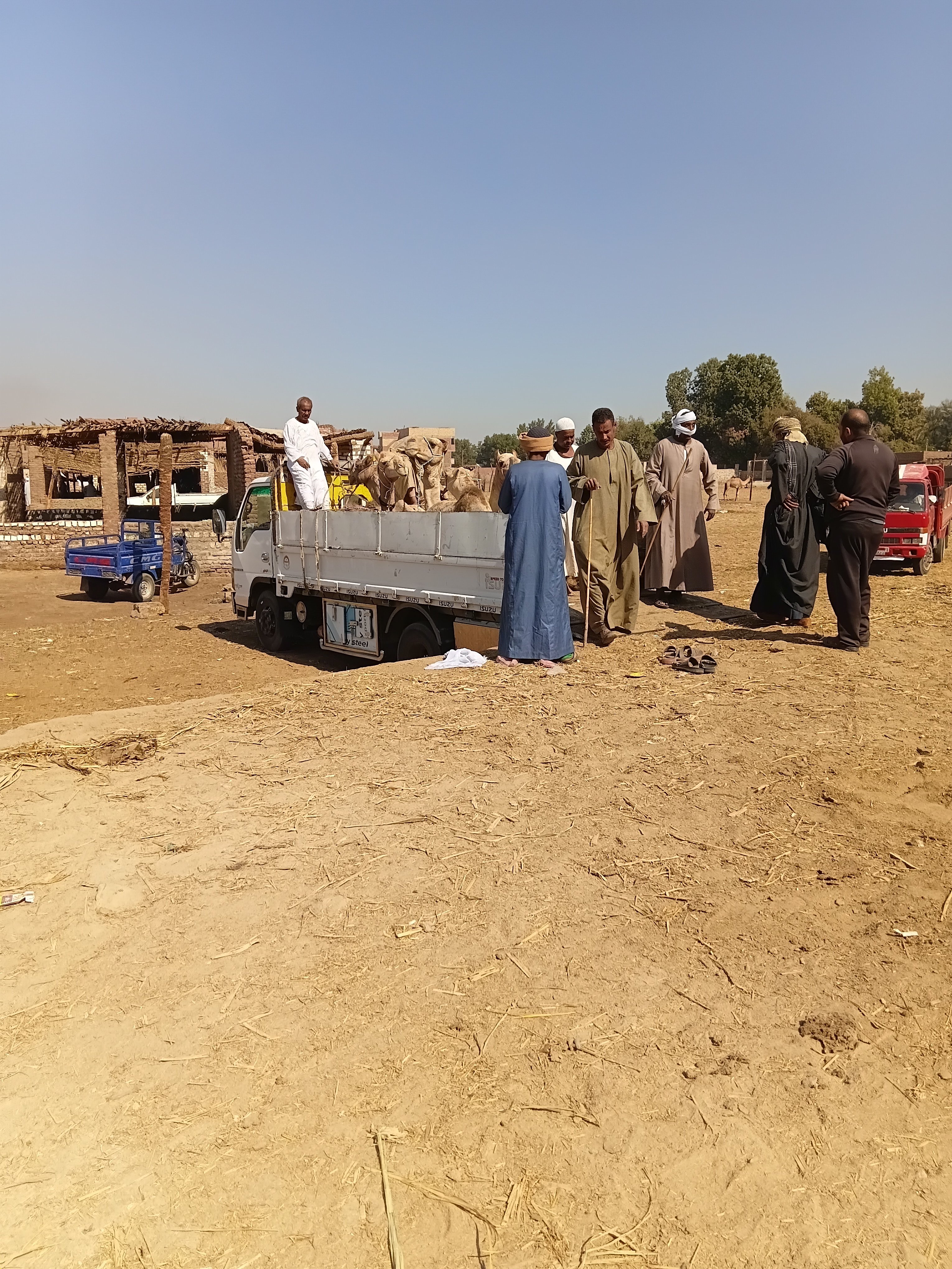 شحن الجمال..