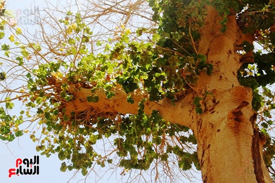 نباتات-وأشجار-نادرة