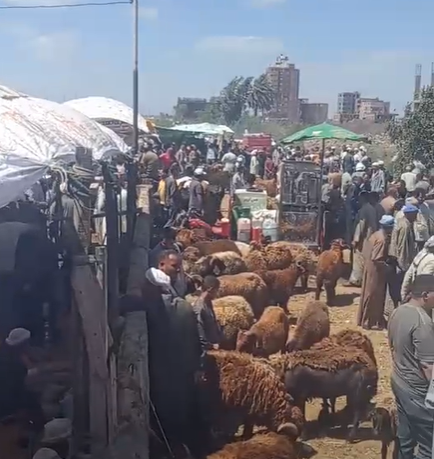 توفر كافة انواع الاغنام في سوق المواشي بكفر الشيخ
