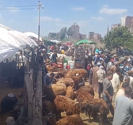 اقبال على شراء الخرفان بكفر الشيخ