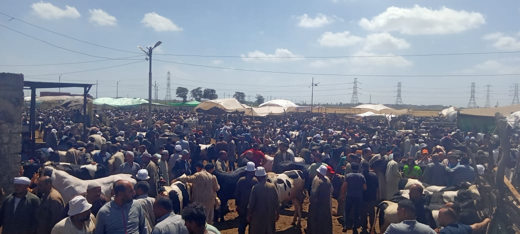 زحام شديد على شراء الاضاحي بكفر الشيخ