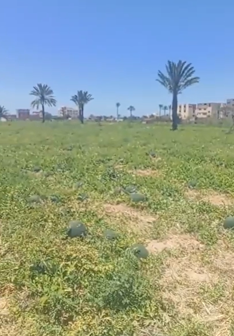 زراعات البطيخ بكفر الشيخ