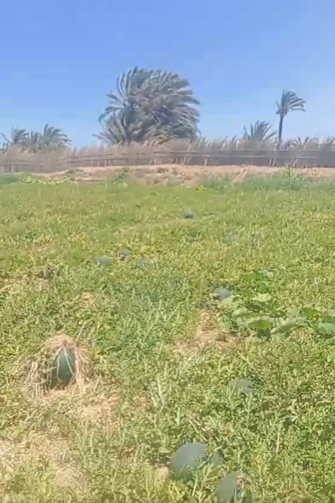 جانب من زراعات البطيخ ببلطيم