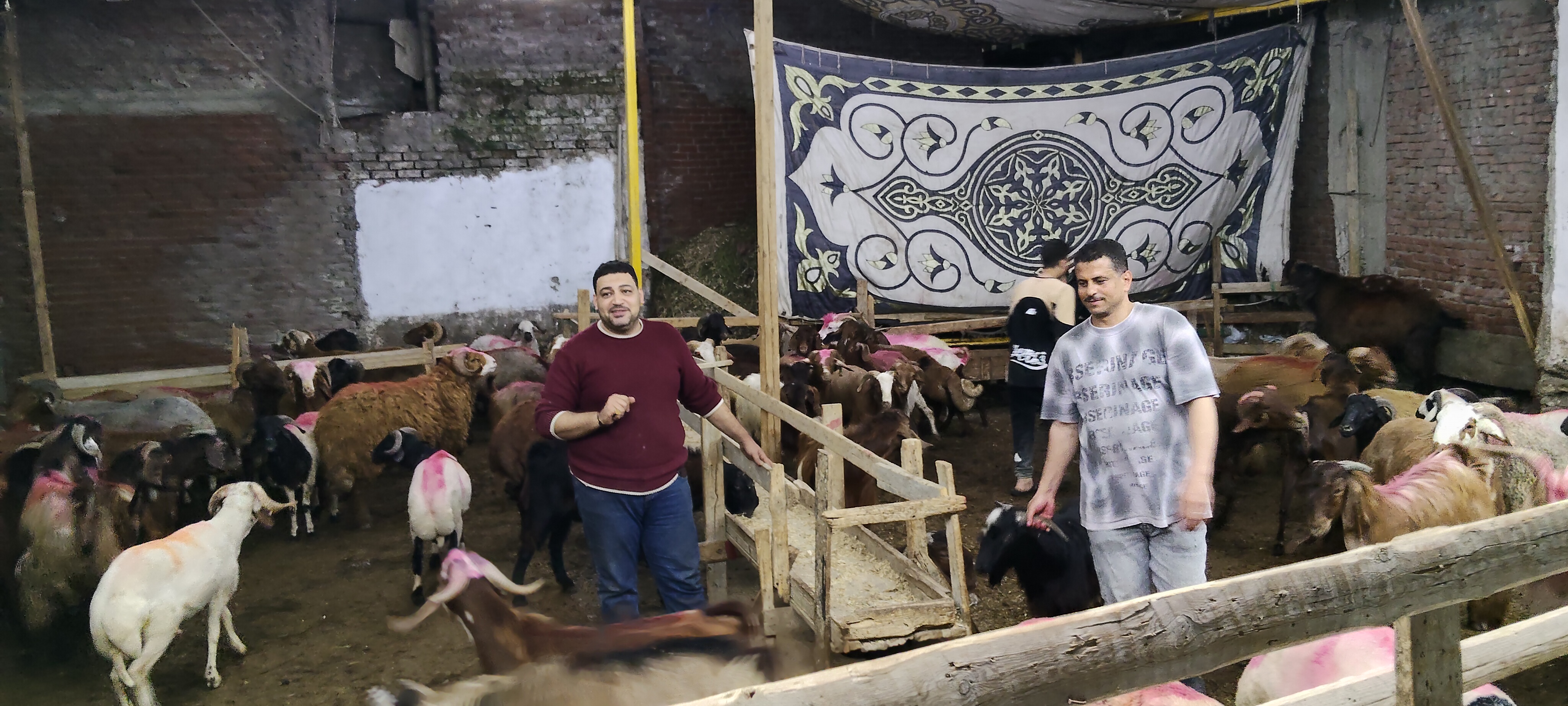 إقبال أهالى البحيرة على شراء الاضاحى