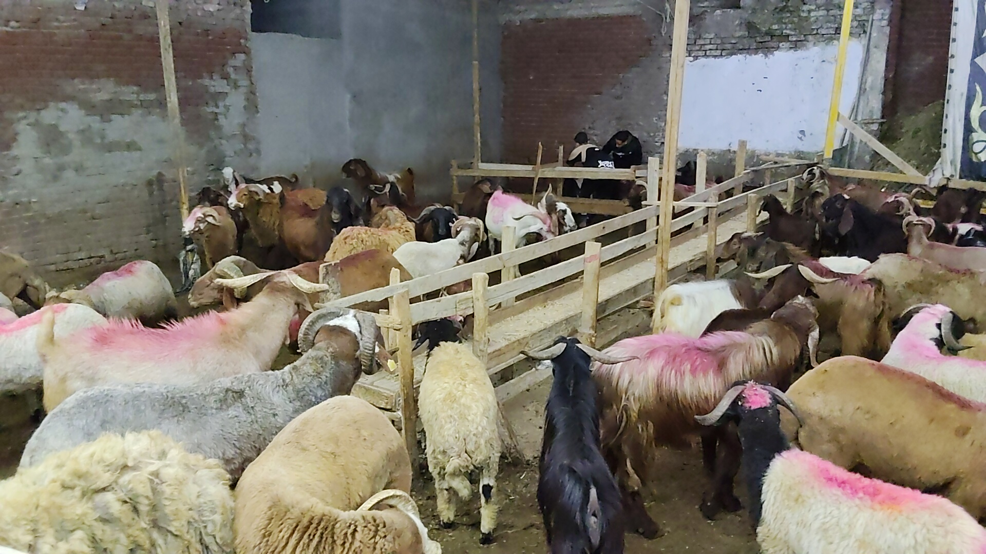 إقبال أهالى البحيرة على شوادر الاغنام