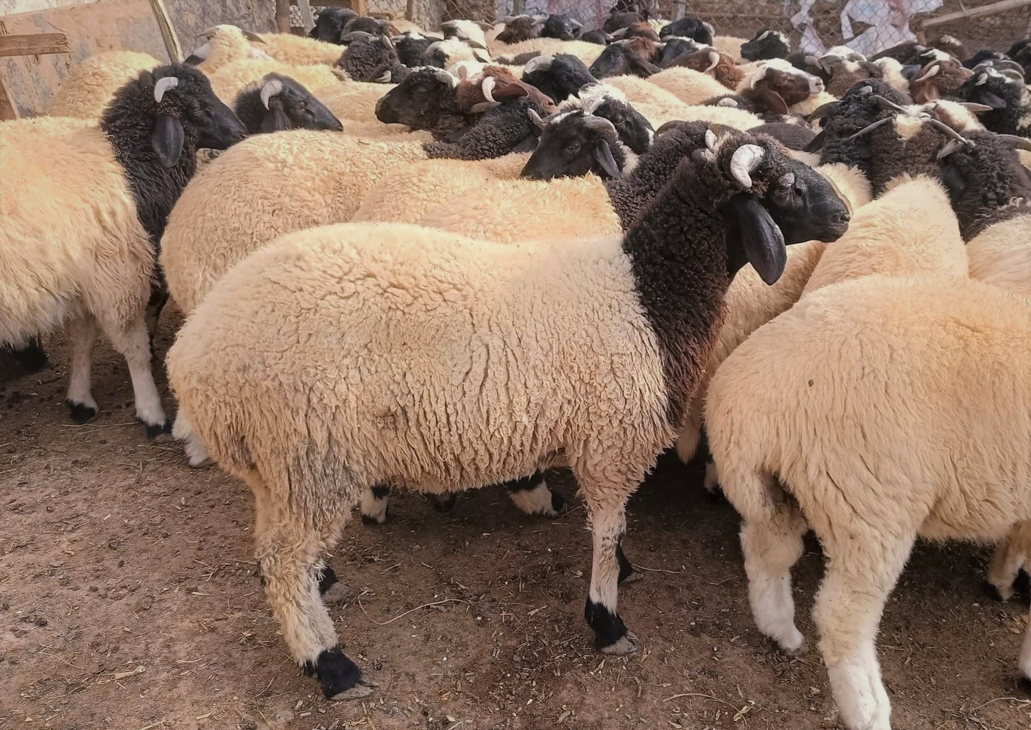 اغنام البرقي ذات السلالة الجيدة والمميزة