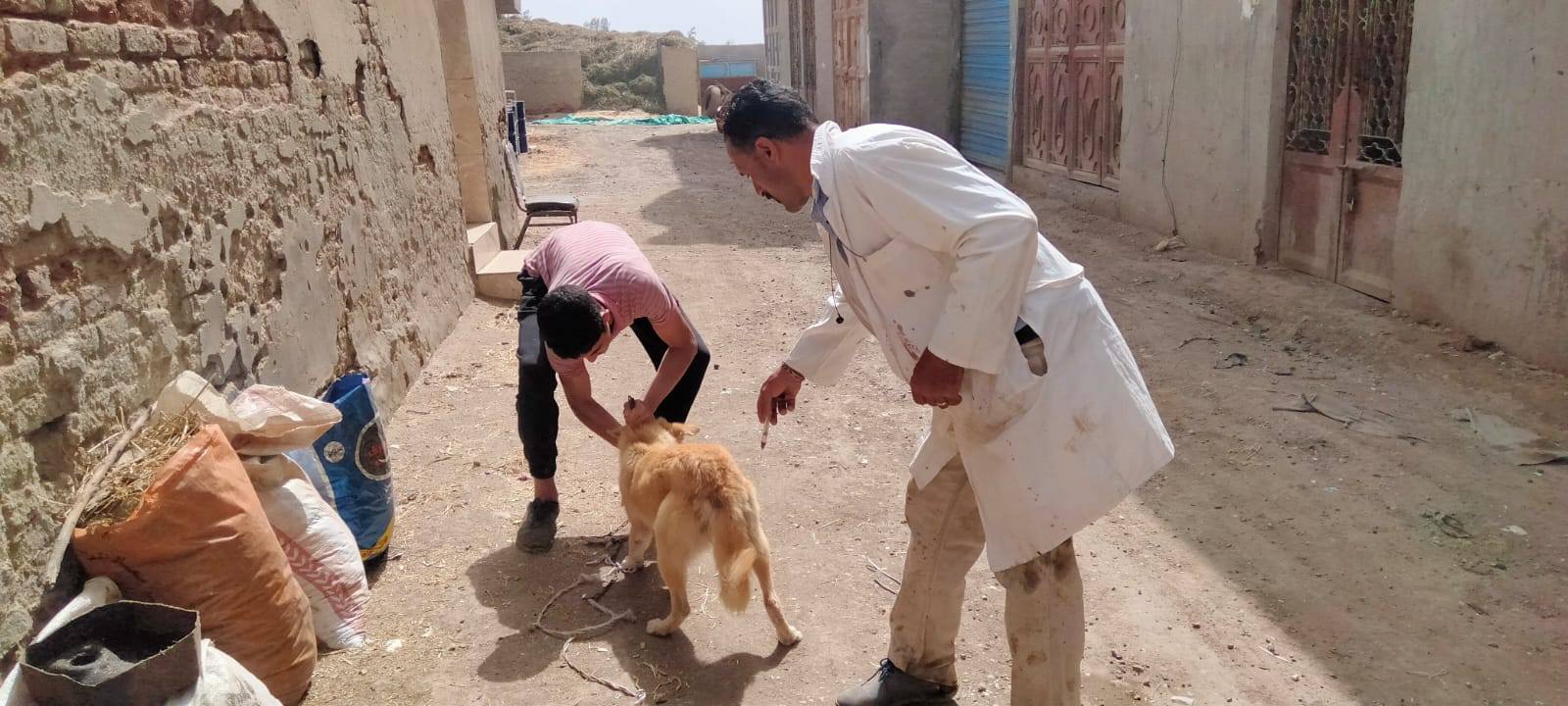 تحصين كلب بكفر الشيخ