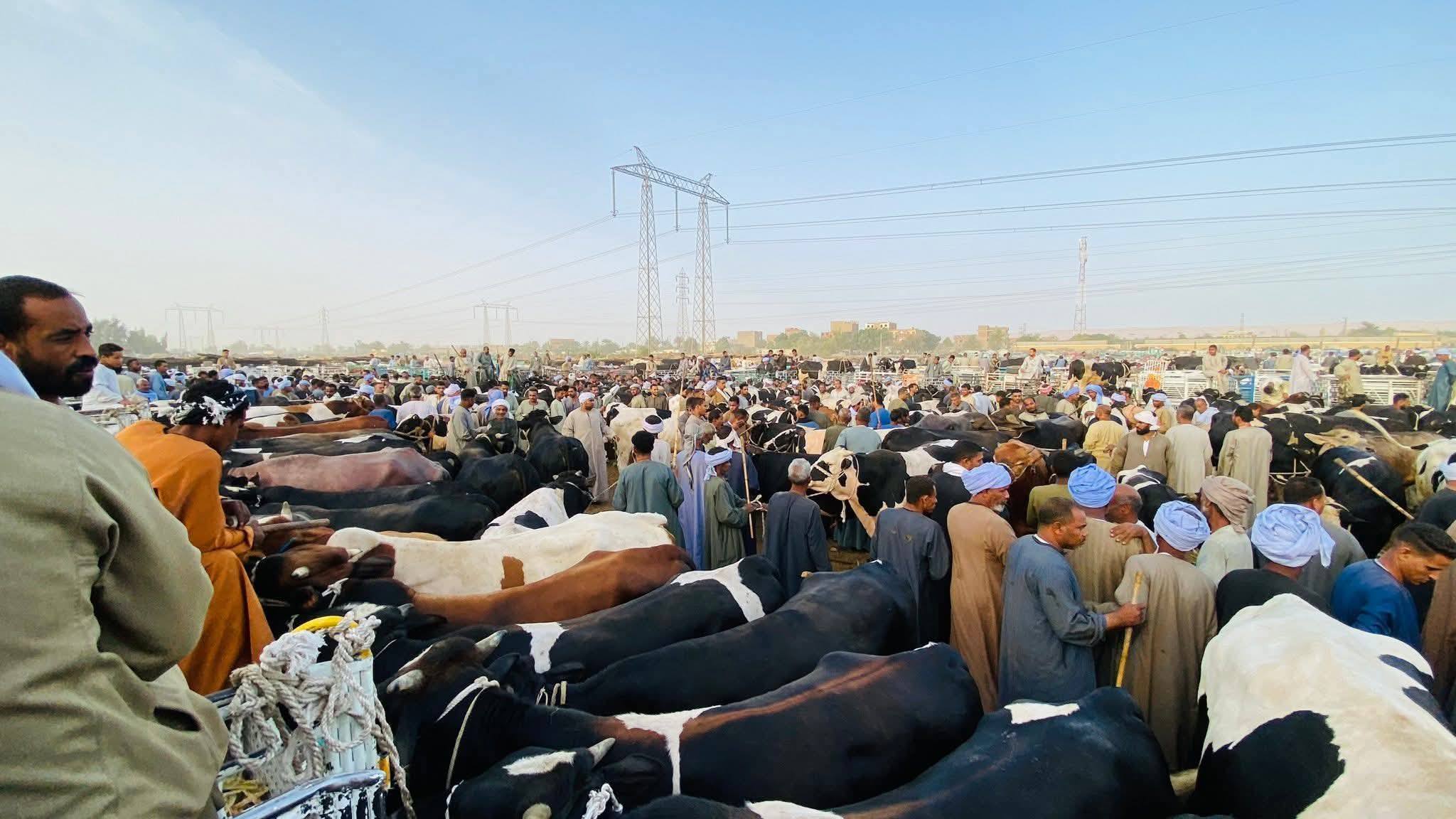 الإقبال المميز من المواطنين على سوق إسنا للماشية بالأقصر الإقبال المميز من المواطنين على سوق إسنا للماشية بالأقصر
