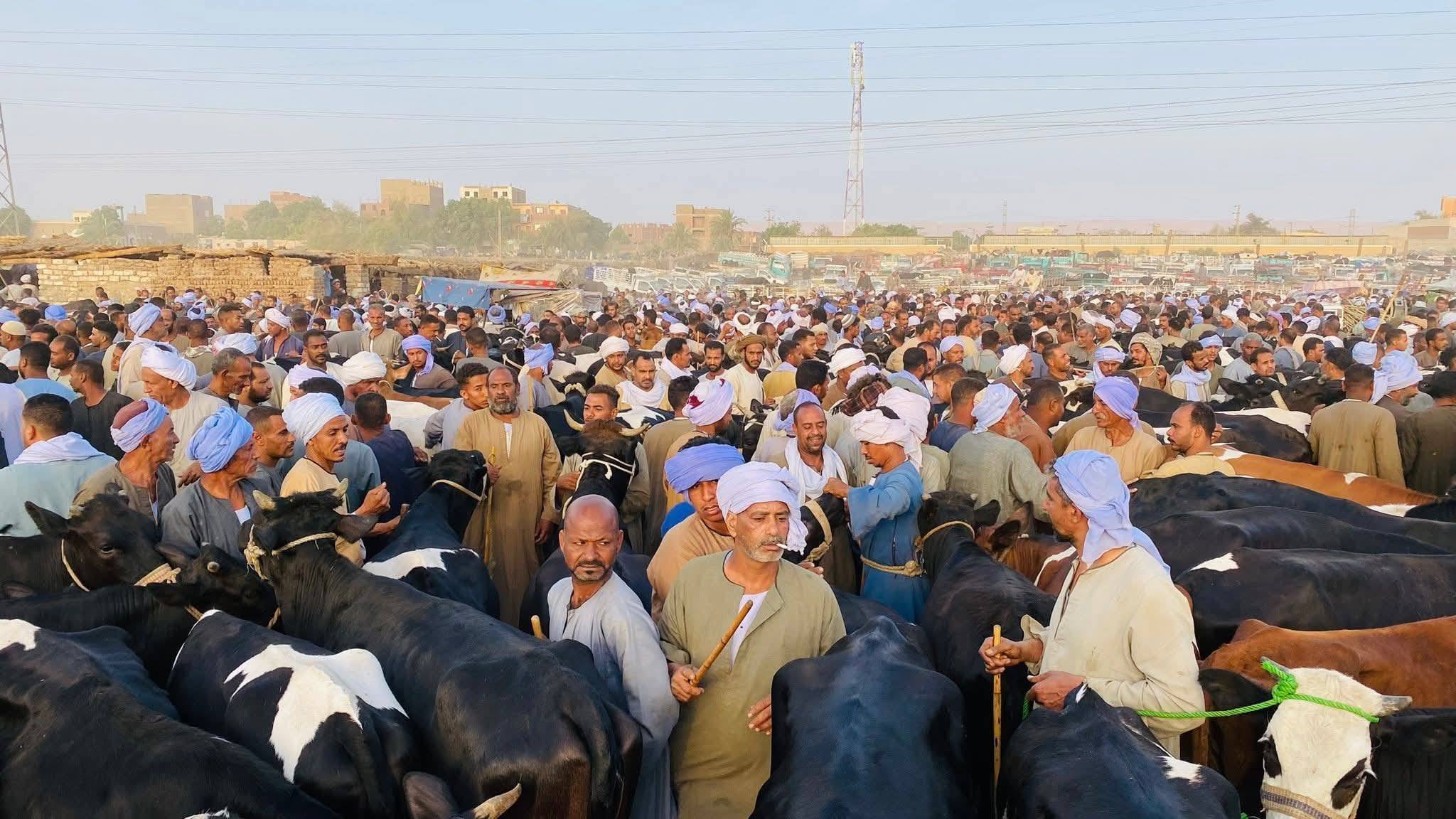 حالة من التنوع فى الأسعار حسب الوزن والنوع لأضحية العيد حالة من التنوع فى الأسعار حسب الوزن والنوع لأضحية العيد
