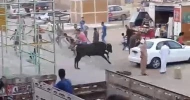 هروب العجل هروب العجل