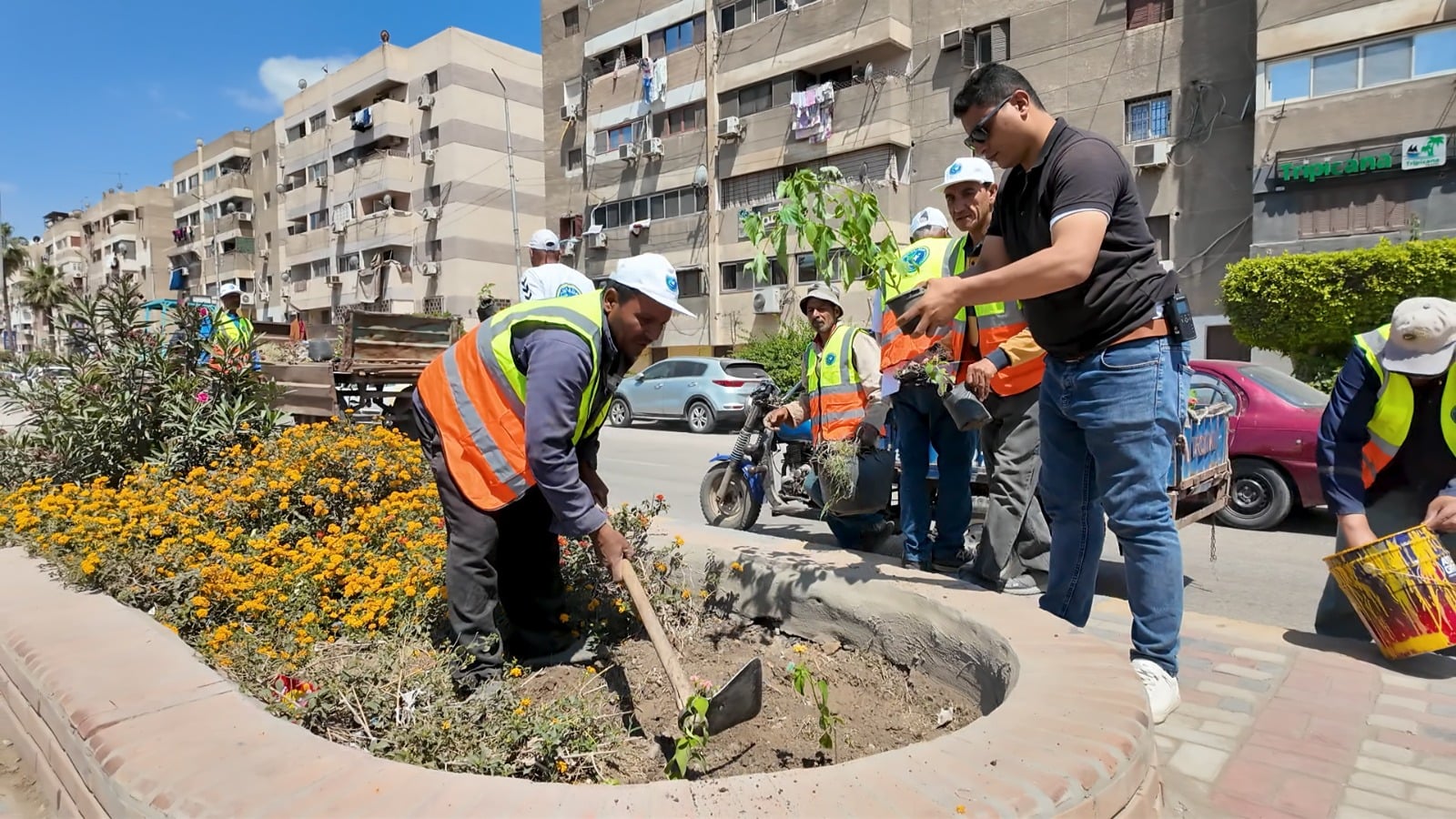 دهان الارصفة وزراعة الاشجار