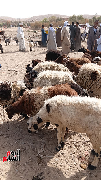 خراف-معروضة.