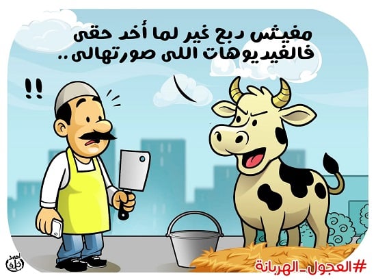 العجول الهربانة العجول الهربانة