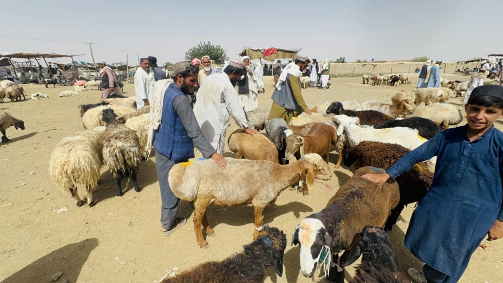استعدادات عيد الأضحى فى باكستان (7)