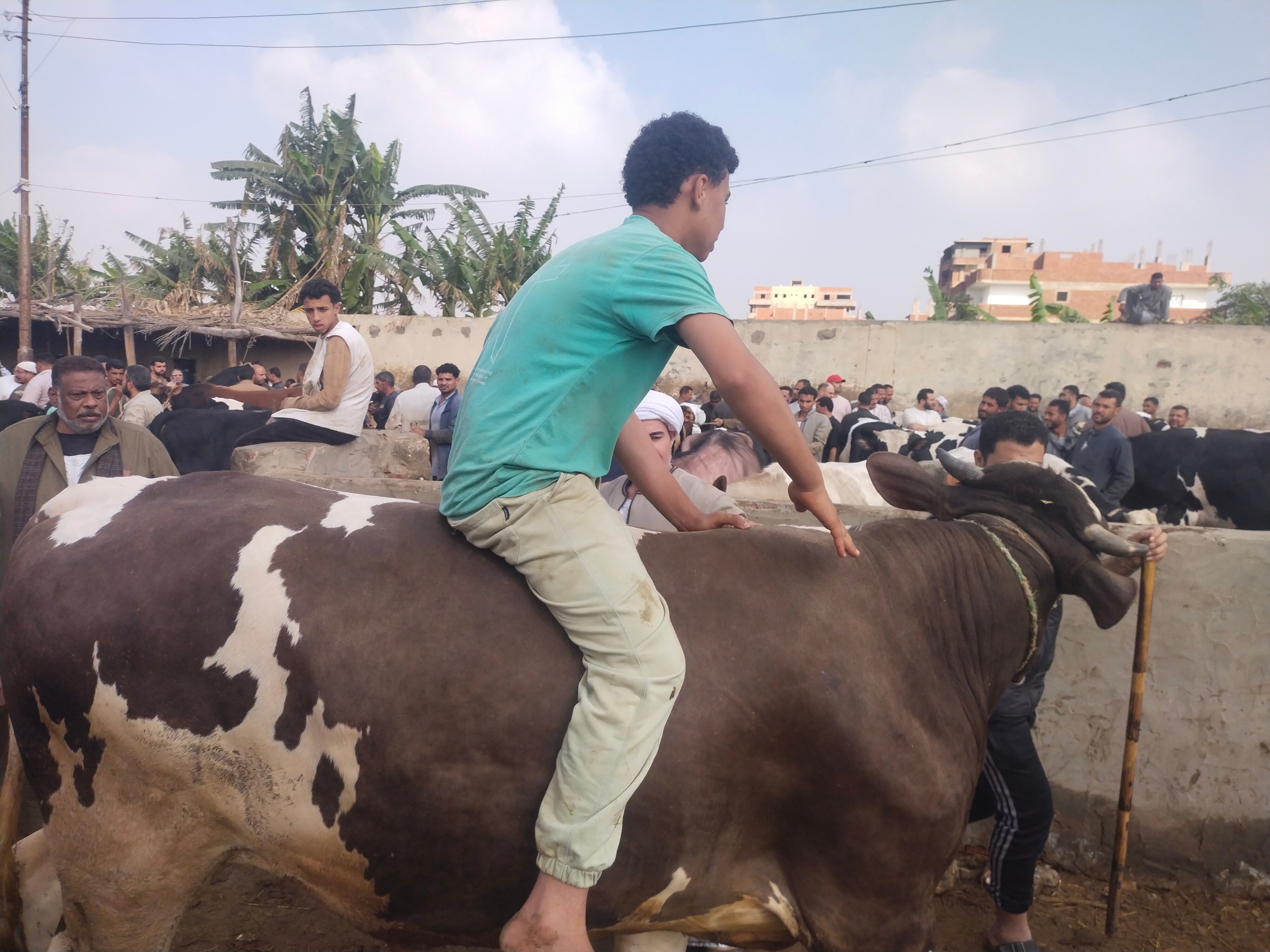 أضخم أضحية بسوق المواشى ببنها أضخم أضحية بسوق المواشى ببنها