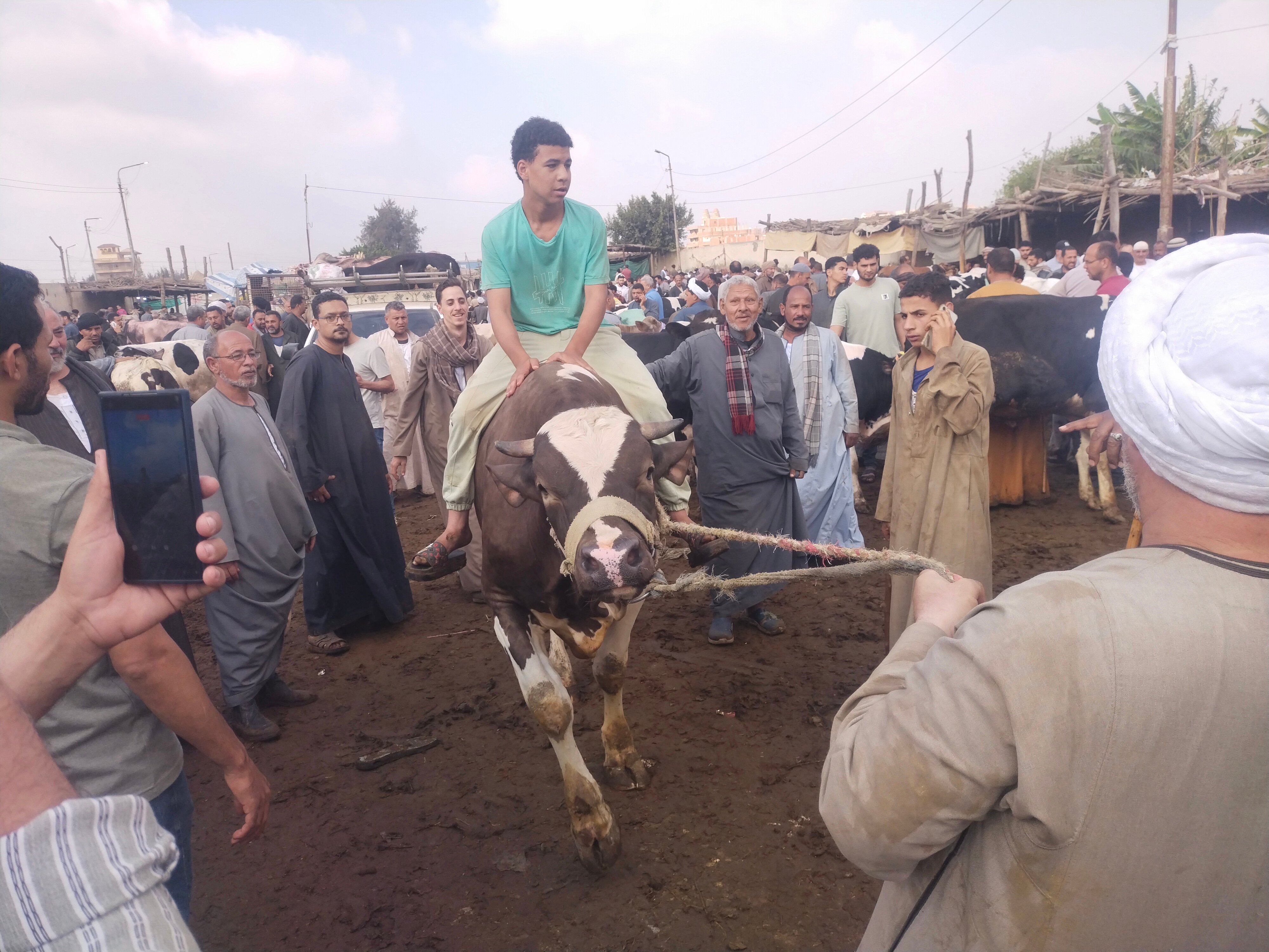 سوق المواشى ببنها سوق المواشى ببنها