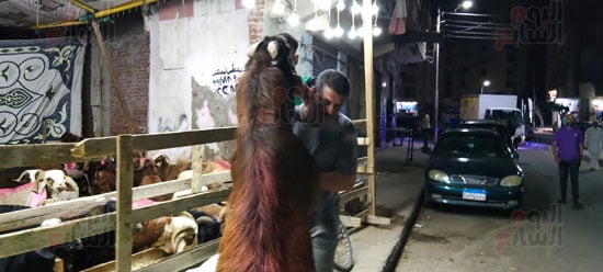 أغنام-عملاقة-داخل-أسواق-الأضاحى-بالبحيرة
