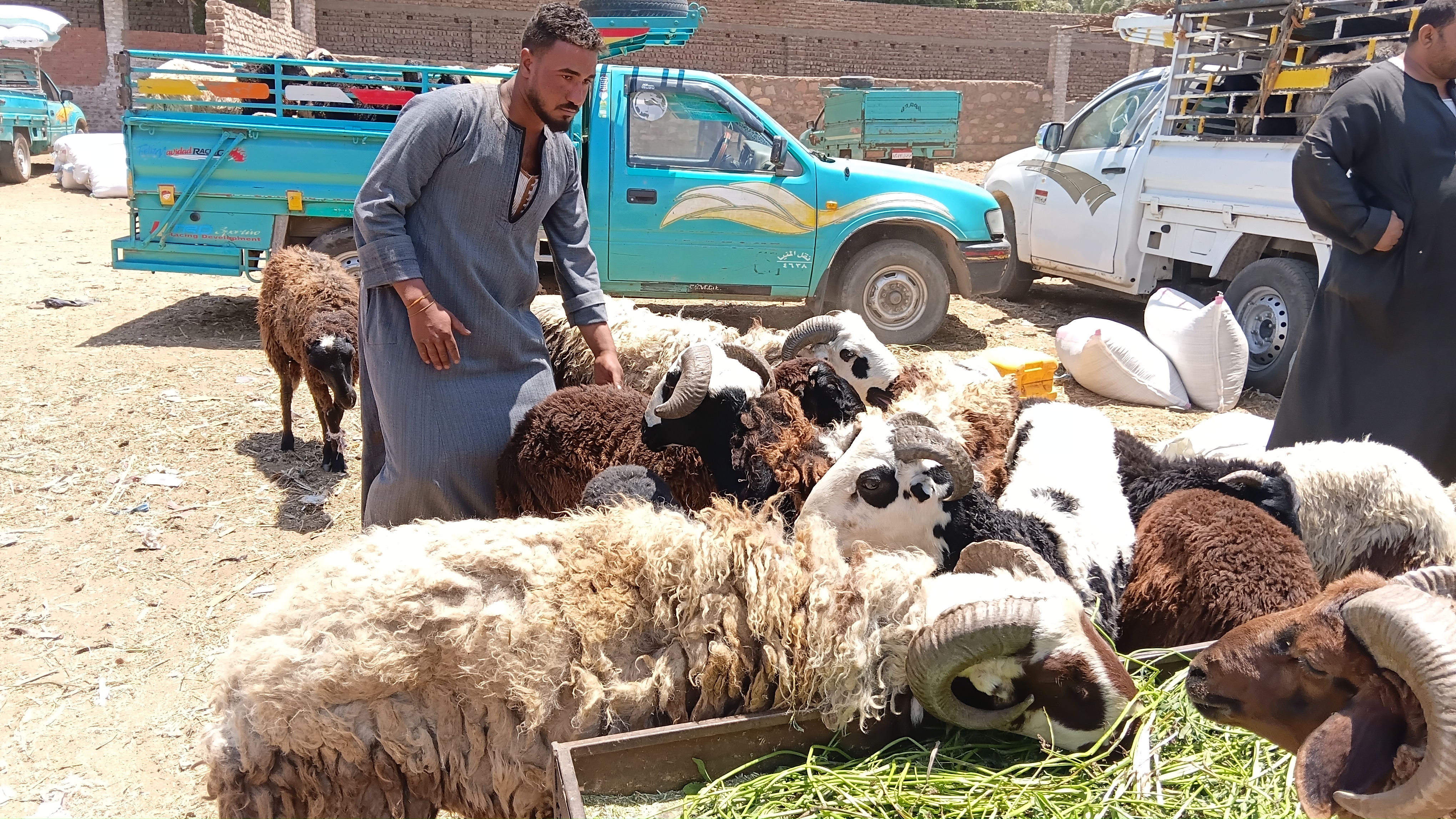 اوزان واعمار مختلفة.