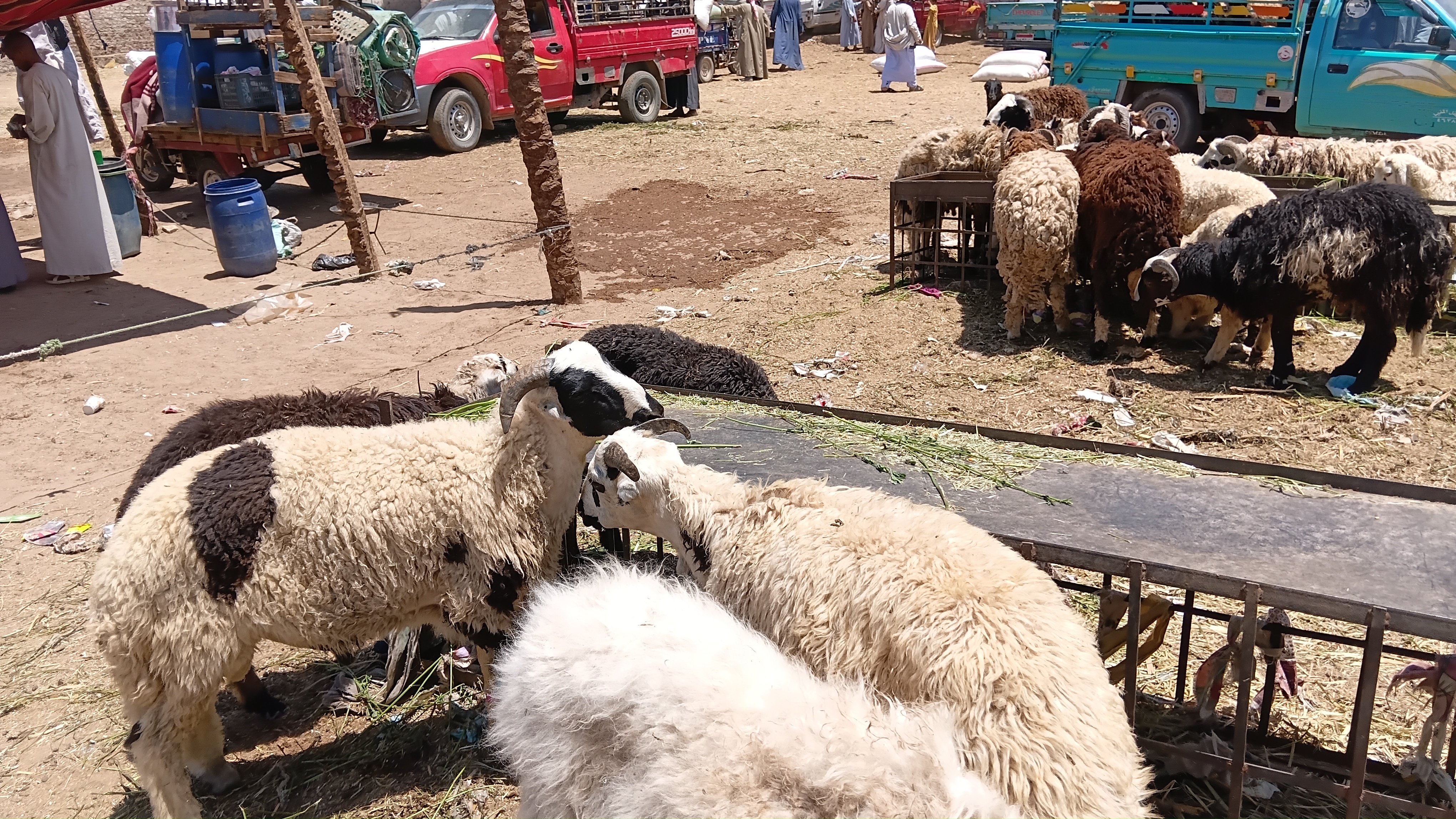 خراف  وماعز  معروضة