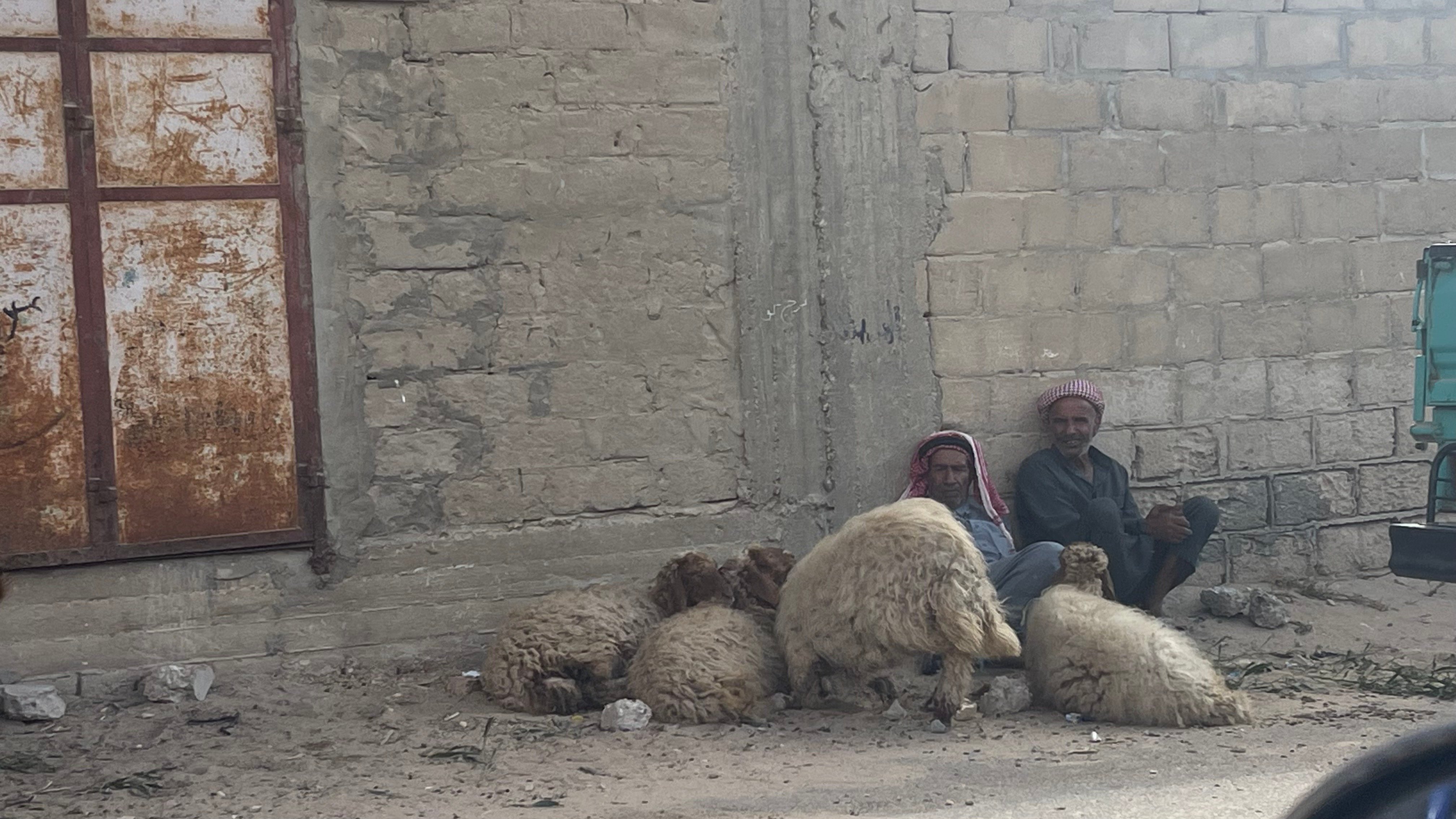 تاجر يجلس بجوار الاغنام في اخر سويعات ليلة العيد