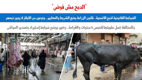 الدبح مش فوضى.. الضوابط القانونية لذبح الأضحية.. عن «برلماني»