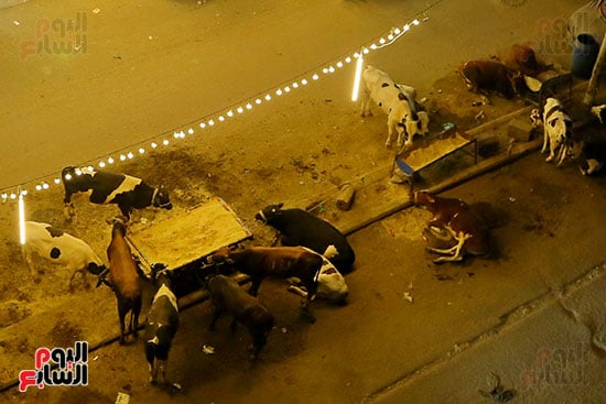 فرحة العيد في كل مكان فرحة العيد في كل مكان
