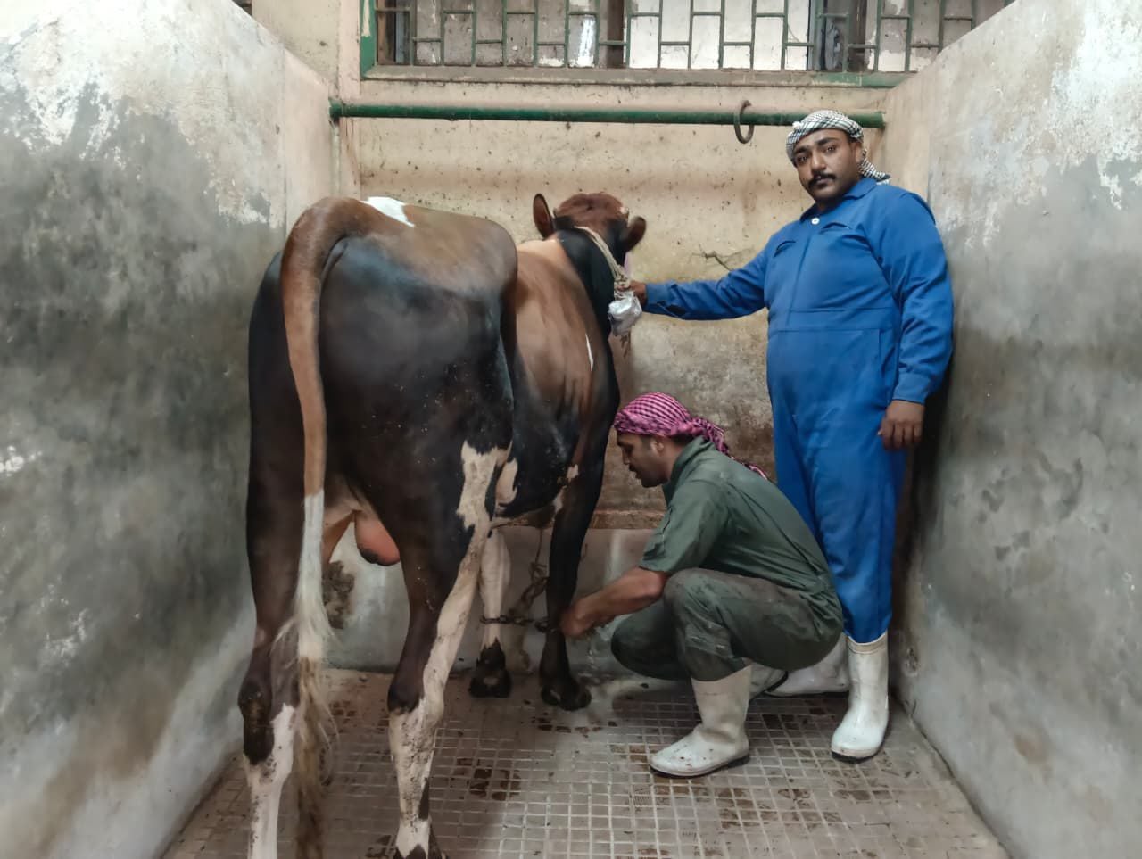 الاضاحى بعيد الأصحى