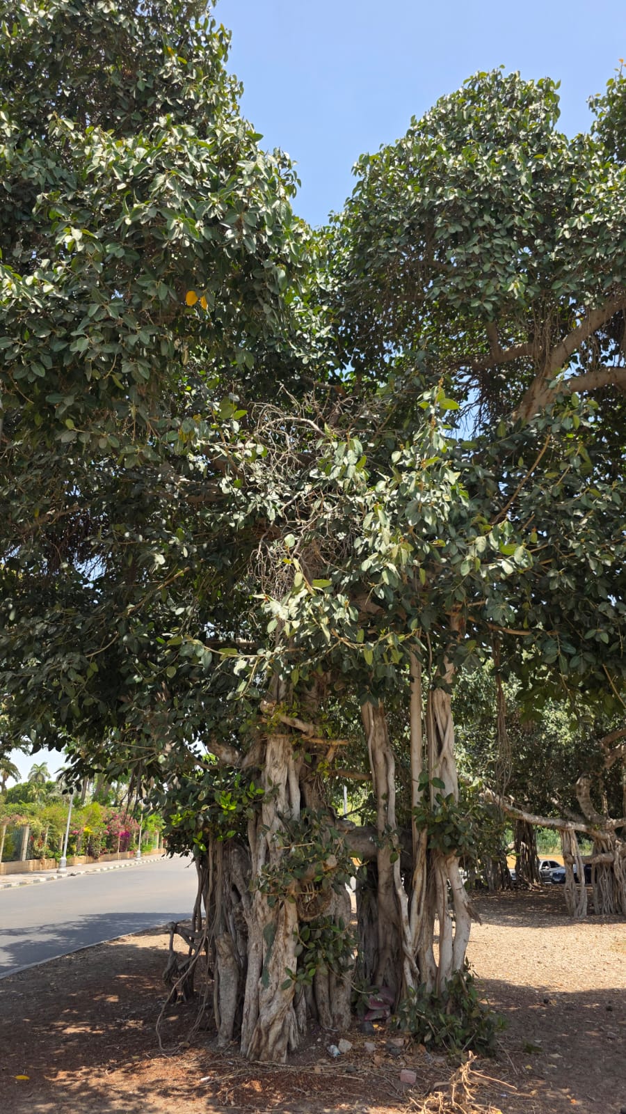 زهور فى الاشجار