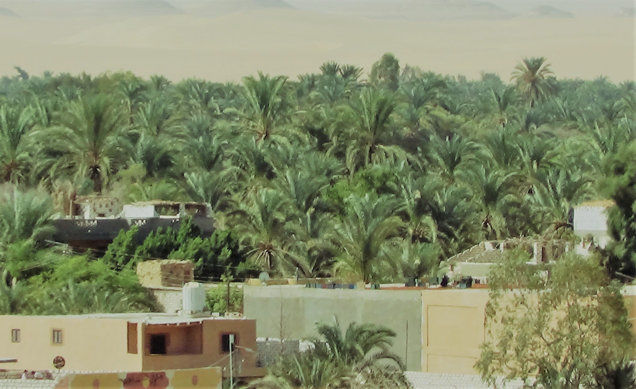 اشجار النخيل تغطي واحة سيوة
