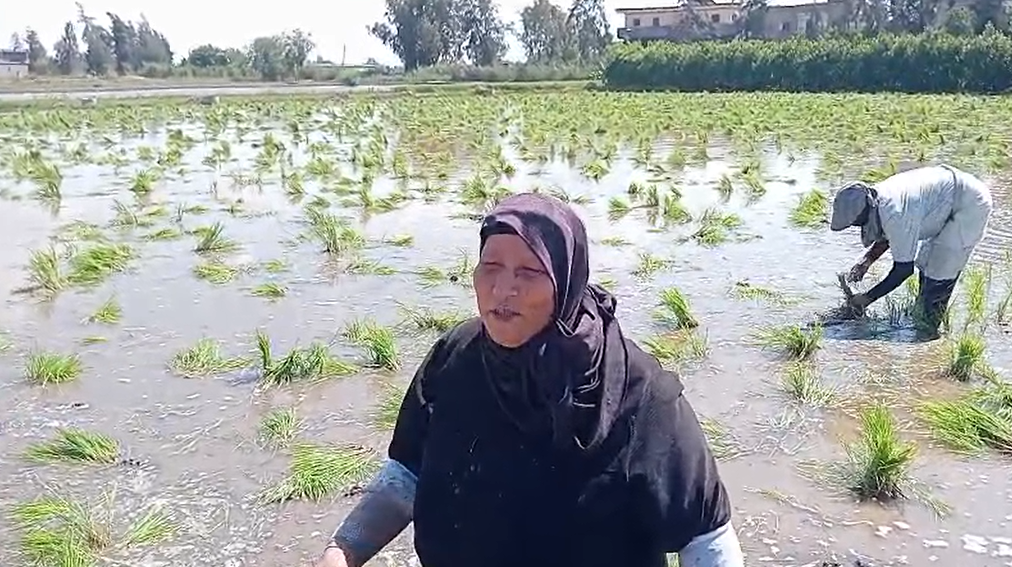 ألفت لا نعرف إجازة الأعياد