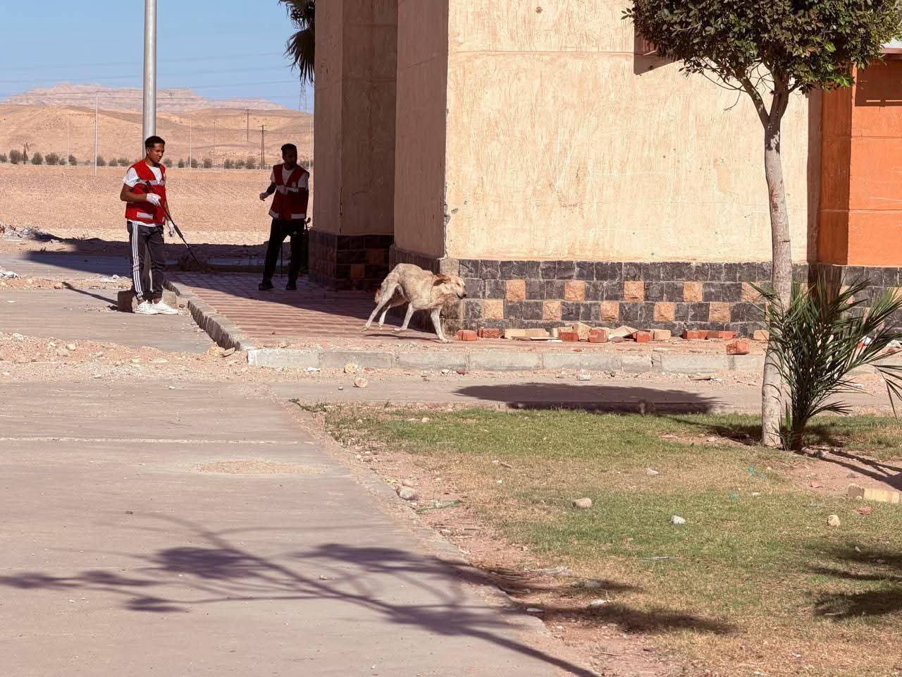 حملة لضبط ونقل الكلاب الضالة بقنا الجديدة (2)