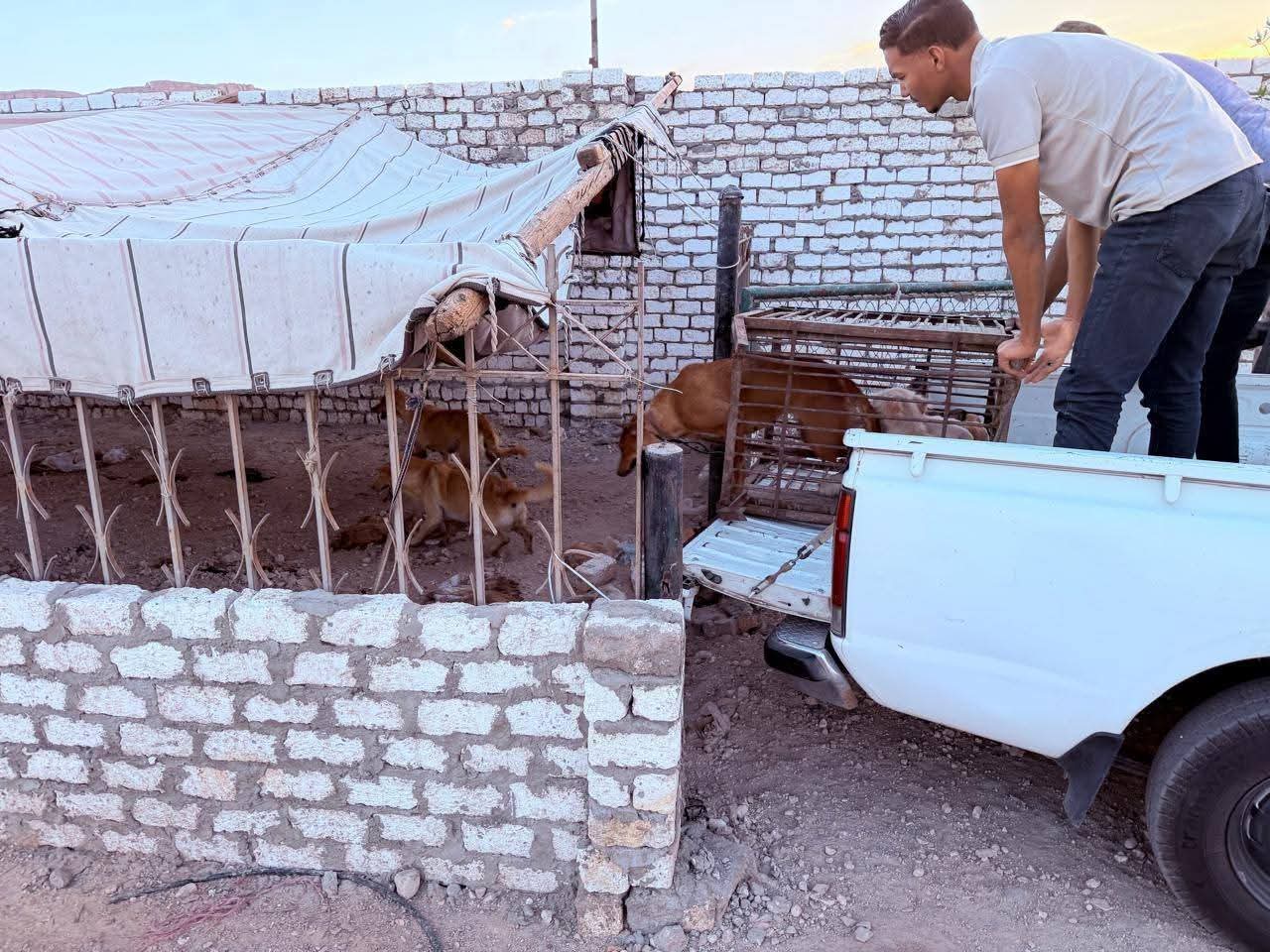 حملة لضبط ونقل الكلاب الضالة بقنا الجديدة (1)