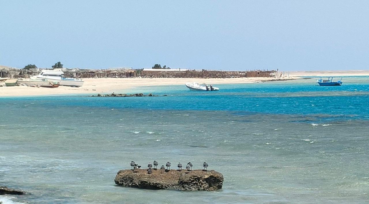 الطيور على شواطئ الغردقة