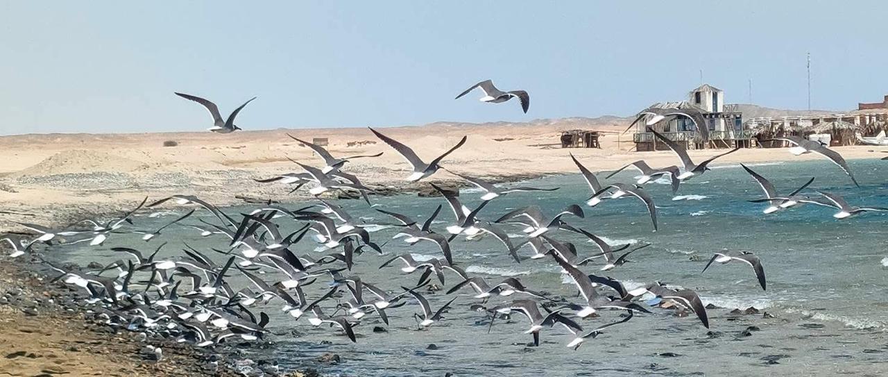 انواع الطيور على شواطئ الغردقة 