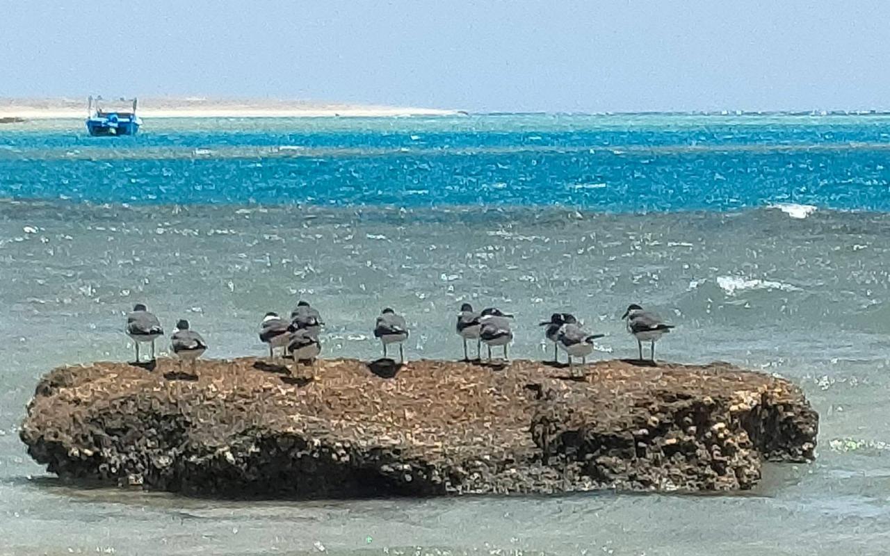 الجزر،البحرية محطات للطيور 