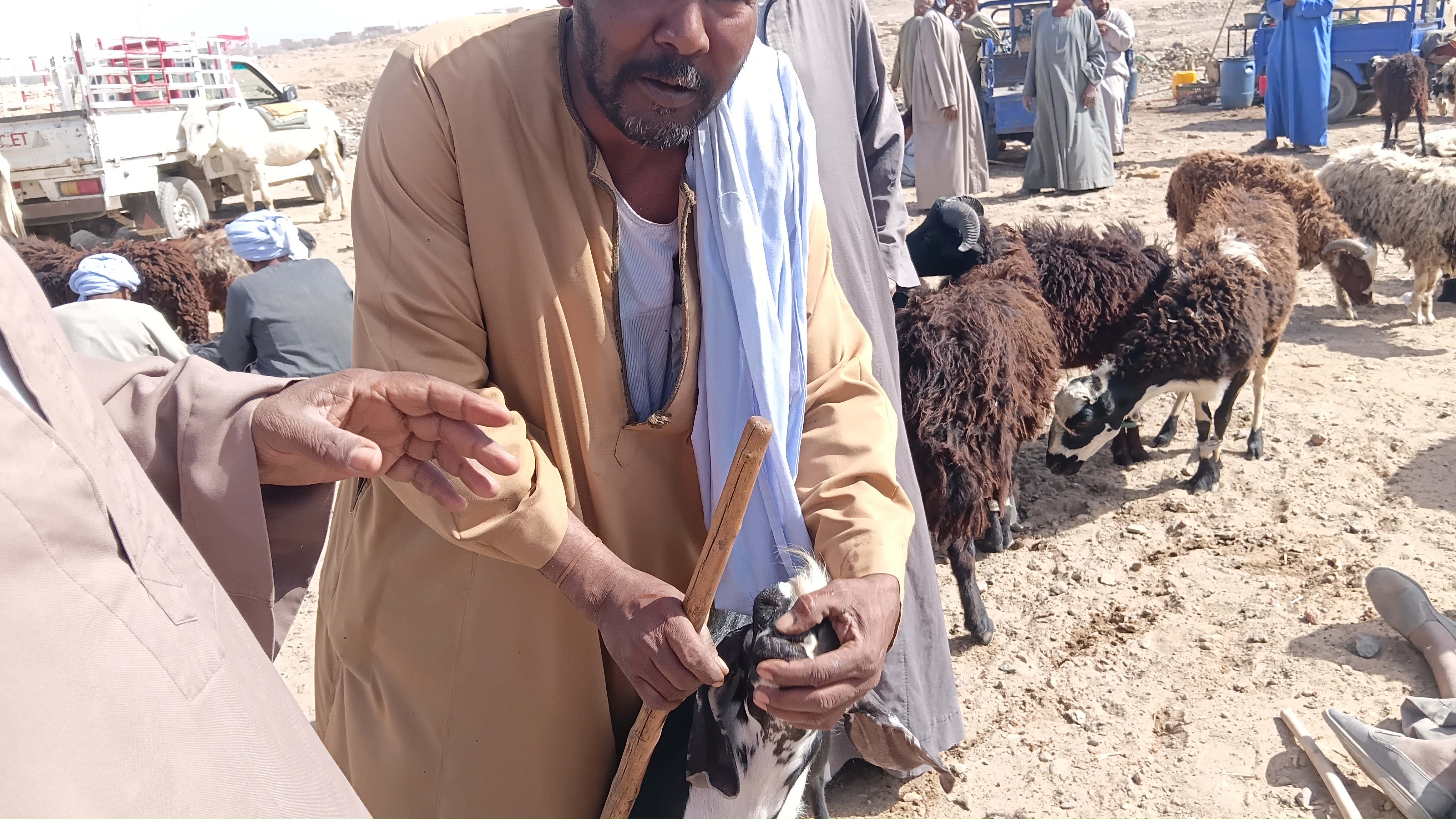 يفحص سن الجدي