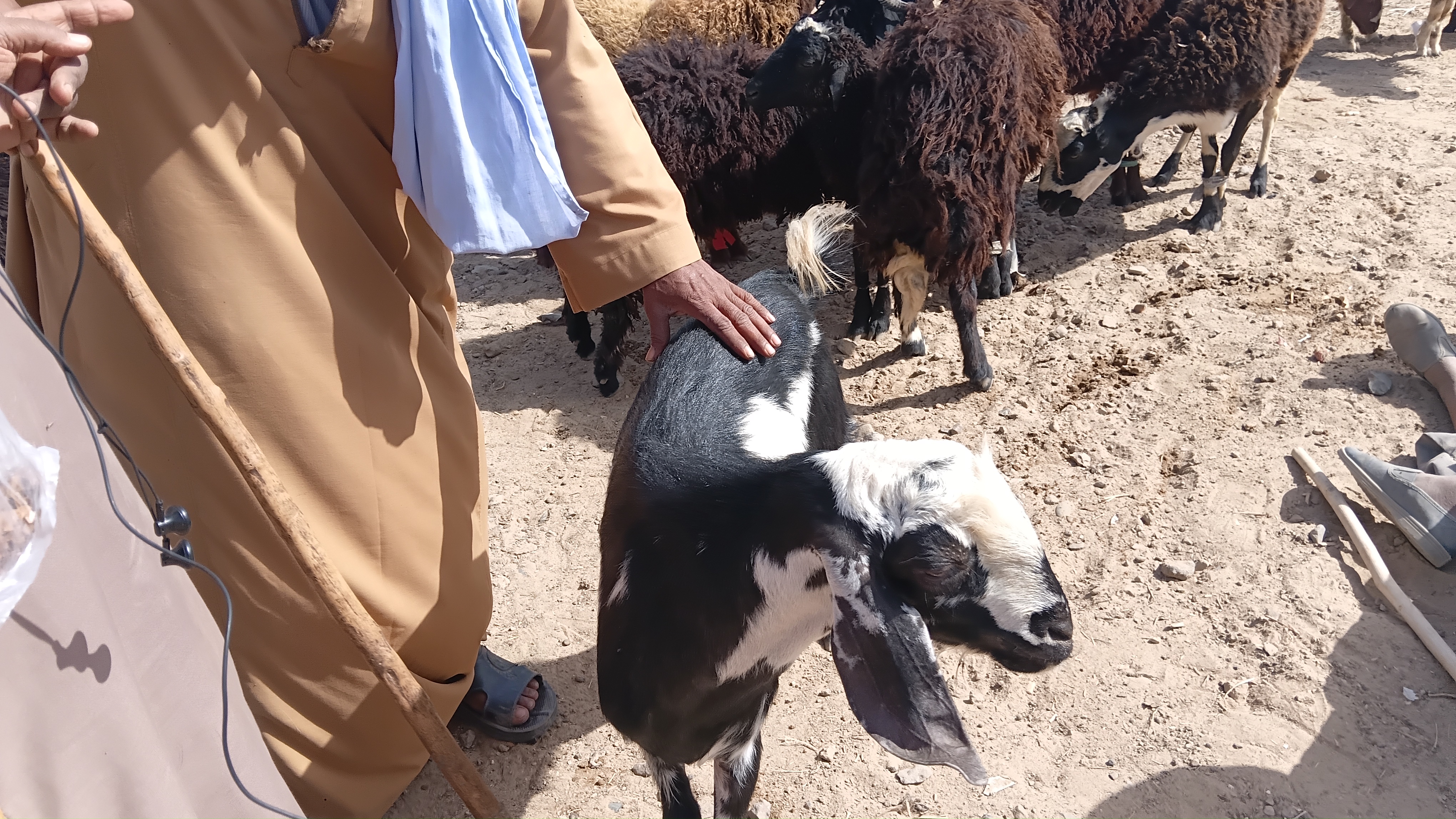 ماعز