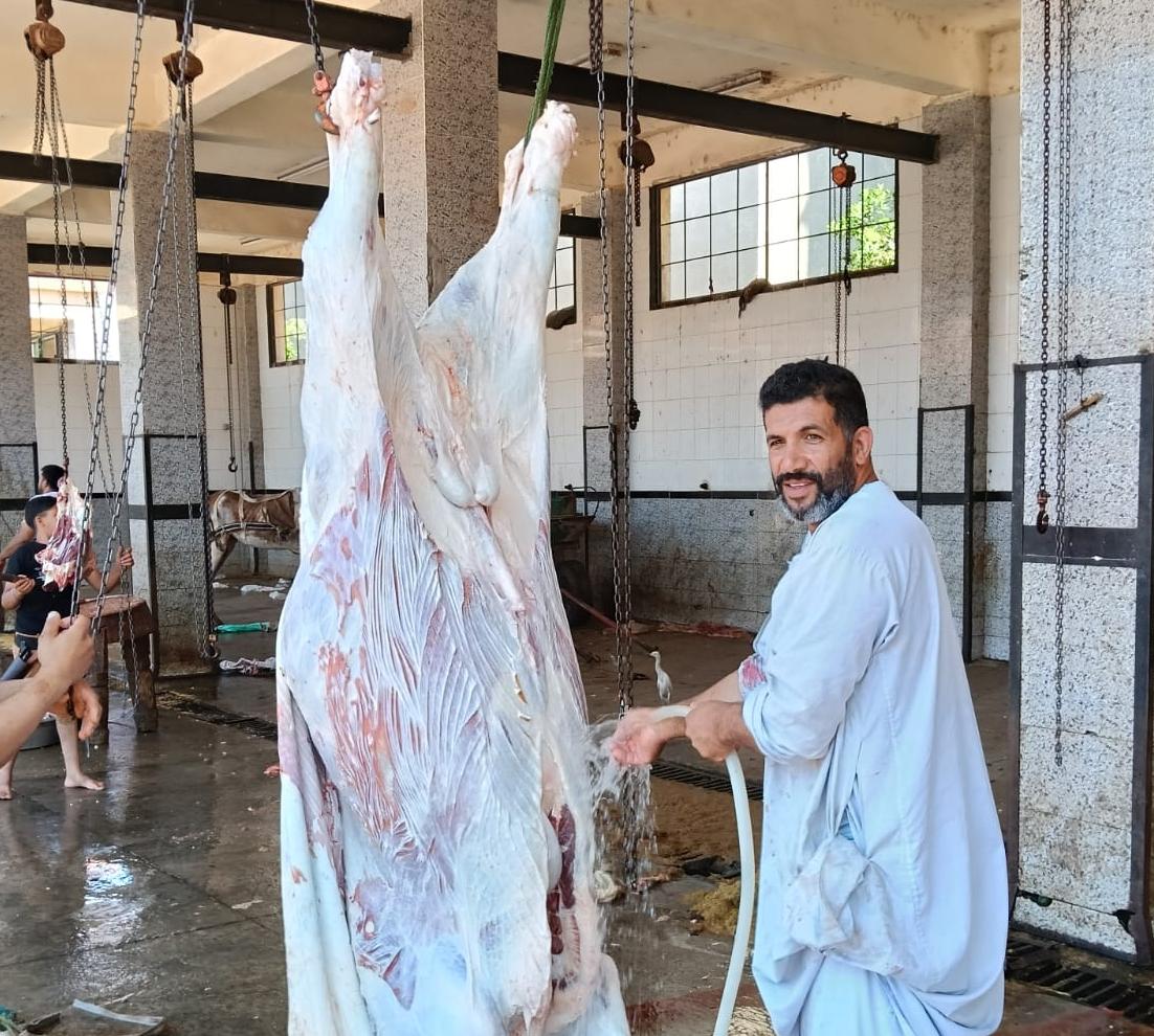 الأضاحي في المجازر