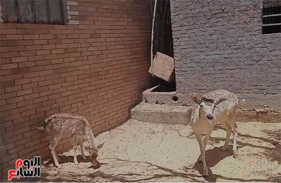غزلان-بحديقة-الحيوان غزلان-بحديقة-الحيوان
