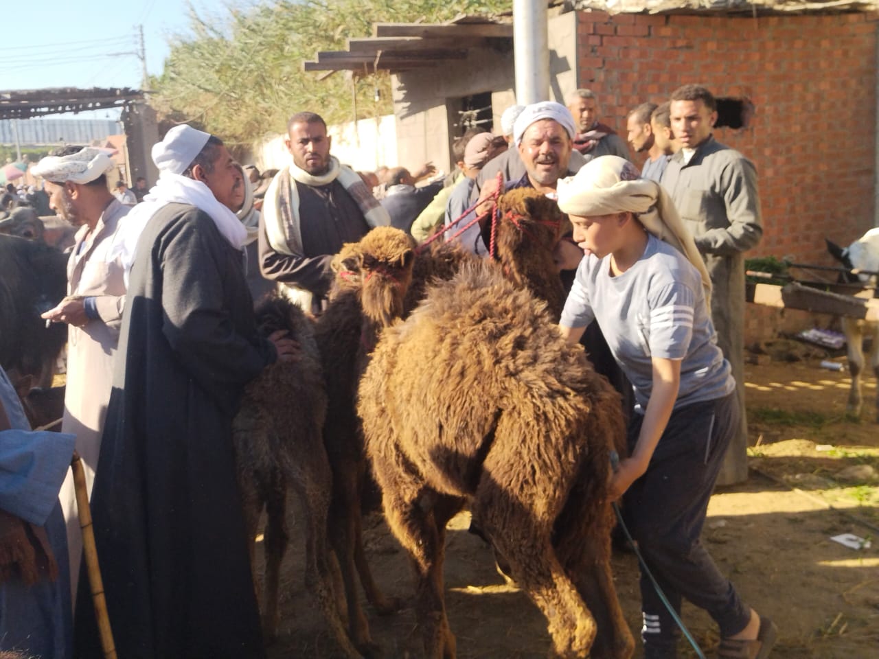 الجمال الصغيرة بالسوق