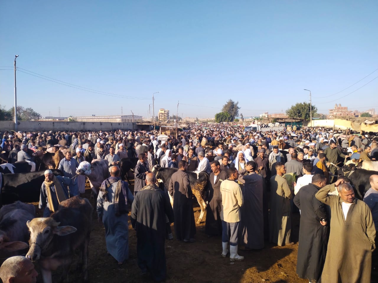 زحام بسوق المواشي ببنها