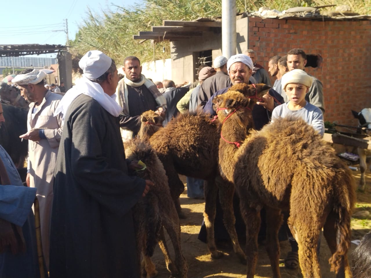 منطقة الجمال بالسوق