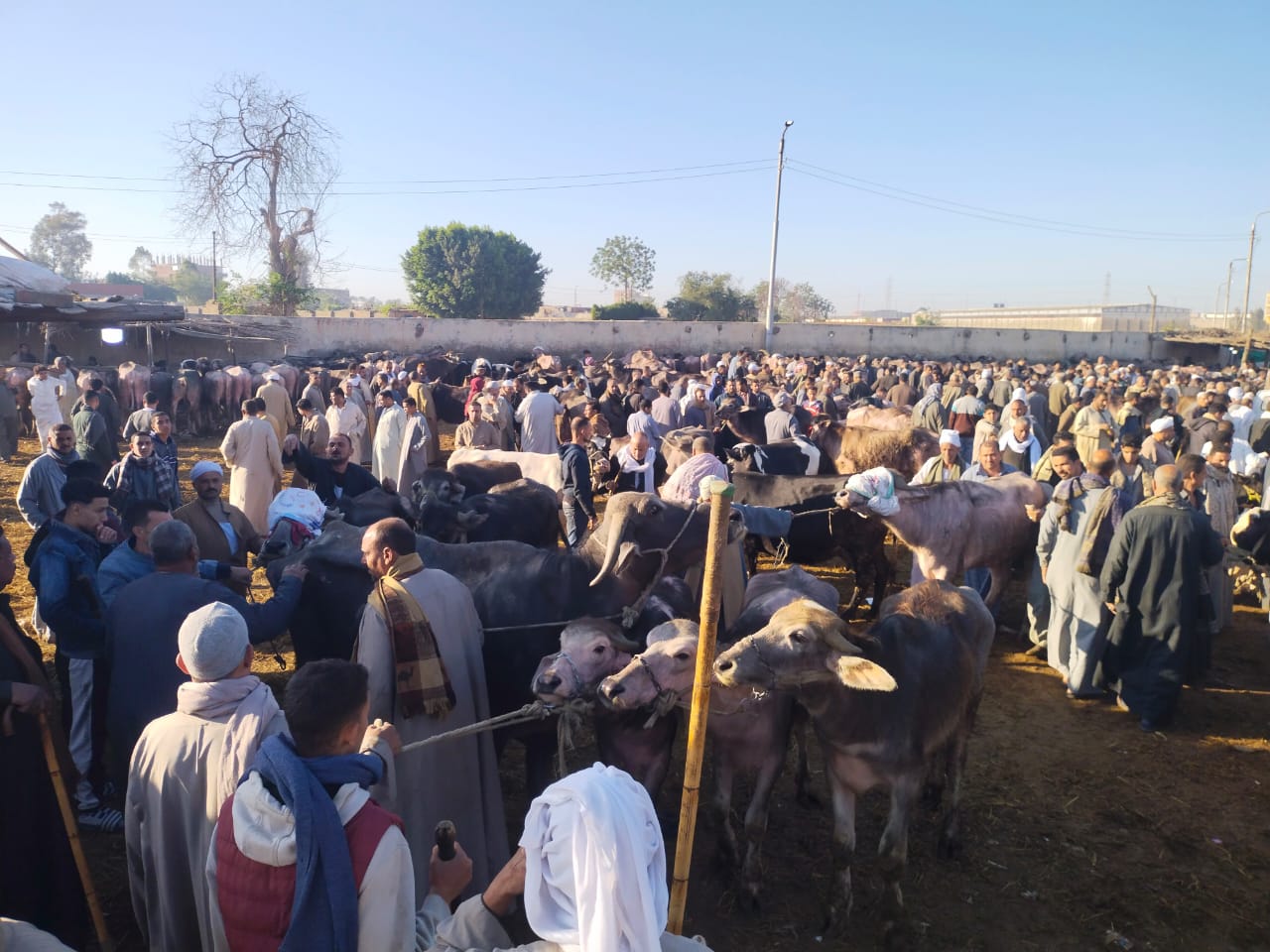 خروج المواشي من السوق