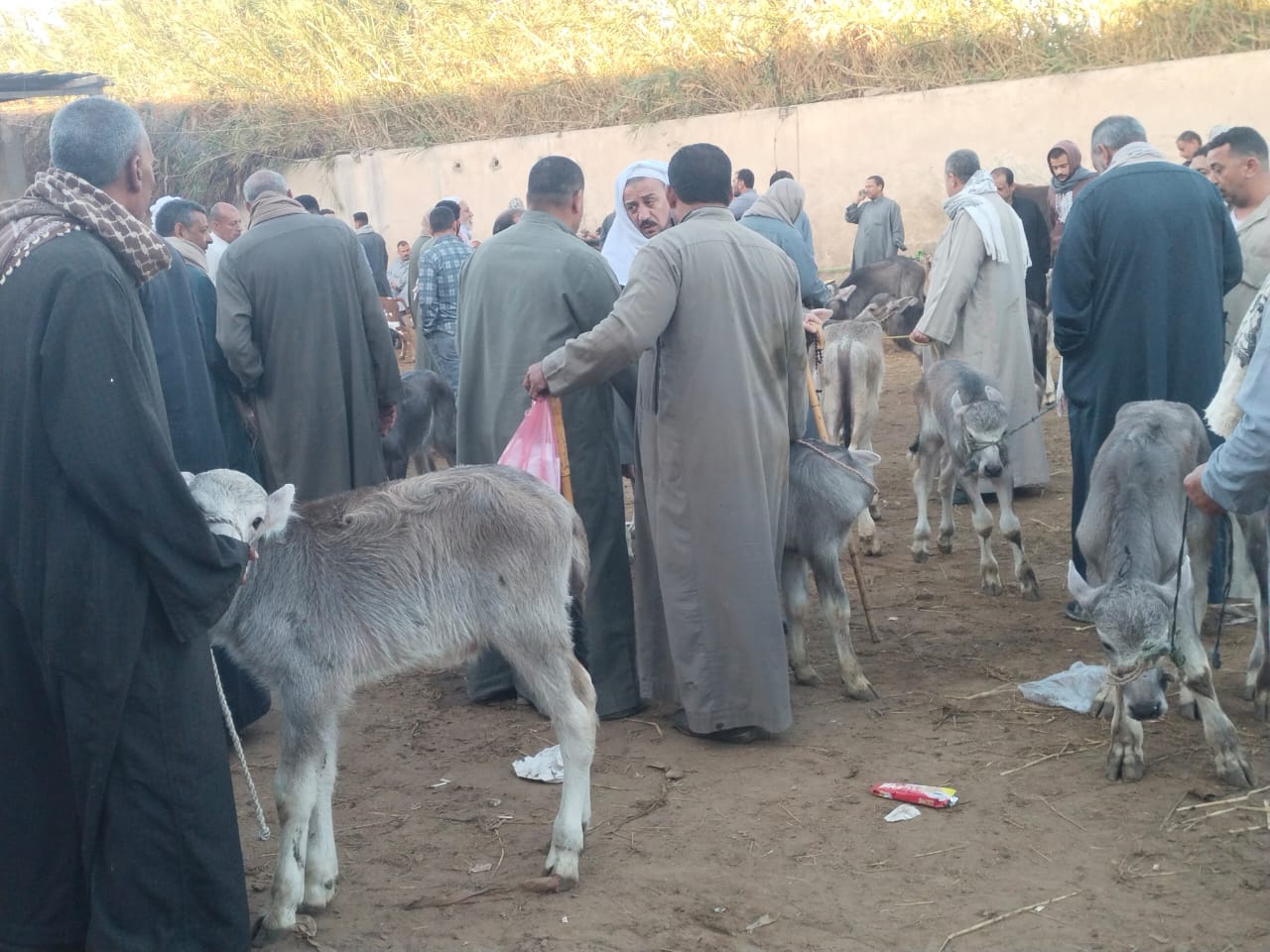 الجاموس الصغير بالسوق