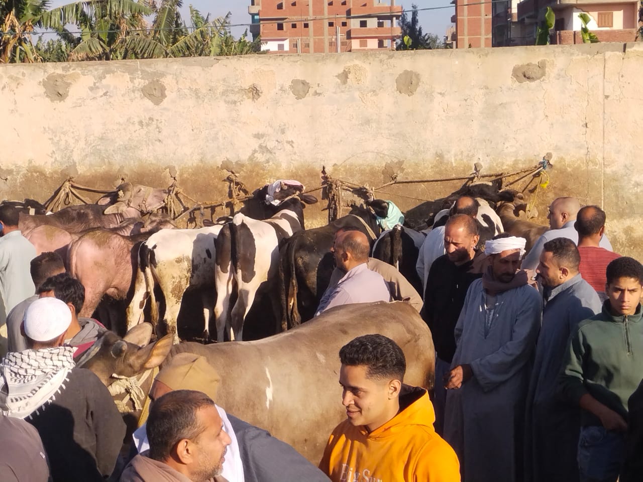خلال بيع وشراء الأضاحي