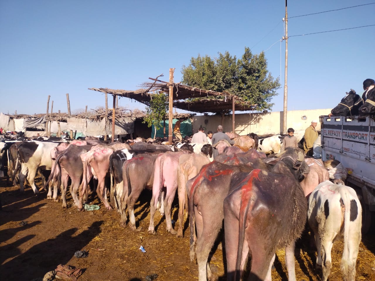 الجاموس بالسوق